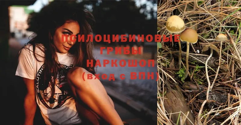 даркнет наркотические препараты  Вологда  Галлюциногенные грибы Psilocybe 